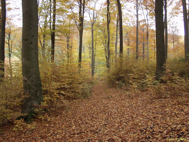 Wald bei Emmerzhausen
