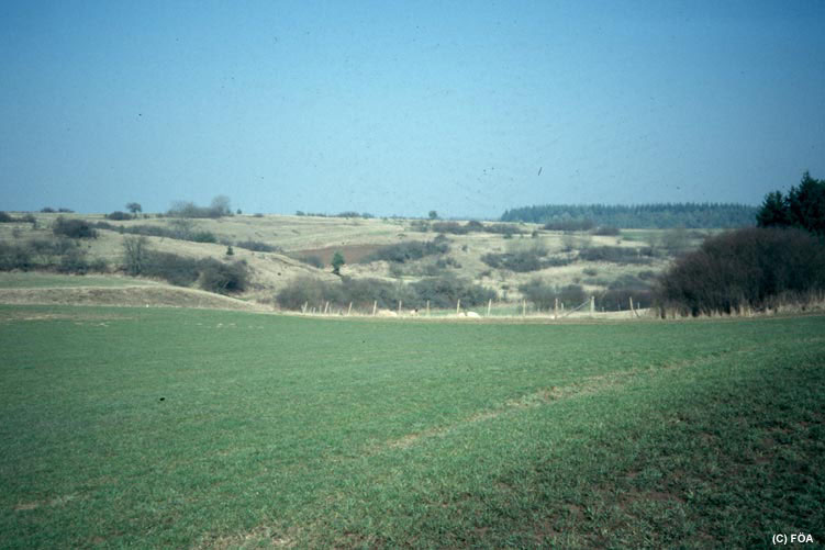 Halbtrockenrasen bei Schönecken