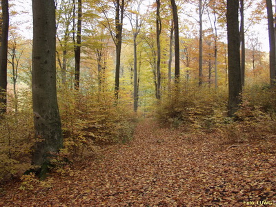 Wald bei Emmerzhausen