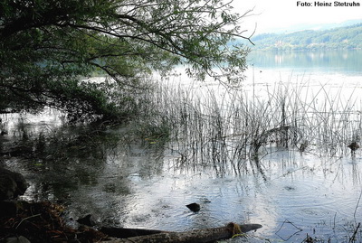 Mofette mit Kohlensäureblasen