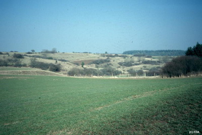 Halbtrockenrasen bei Schönecken