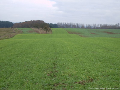 Ackerflur bei Wittlich