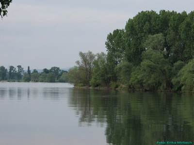 Oberrhein bei Kisselwörth