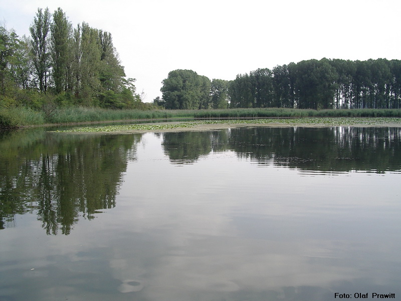 Neuhofener Altrhein