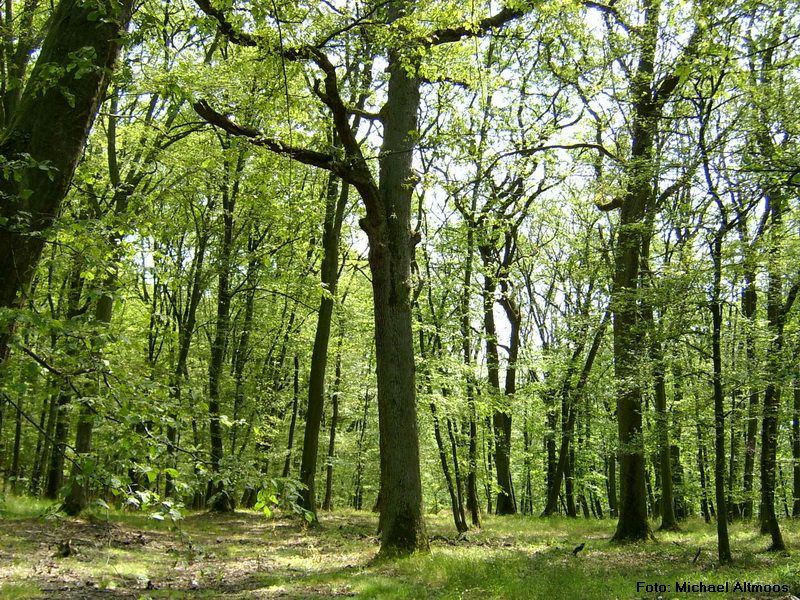 Eichen-Hainbuchen-Wald 
