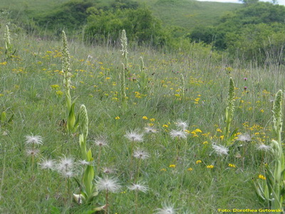 Kalktrockenrasen mit Himantoglossum