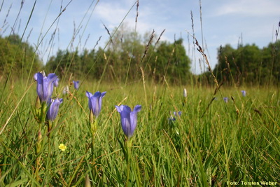 Pfeifengraswiese mit Lungenenzian