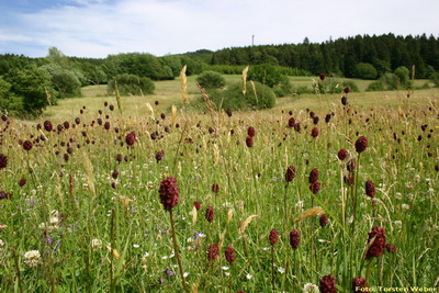 Magerwiese mit Wiesenknopf