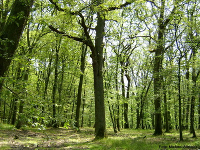 Eichen-Hainbuchen-Wald 