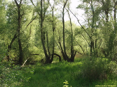 Silberweiden-Auenwald