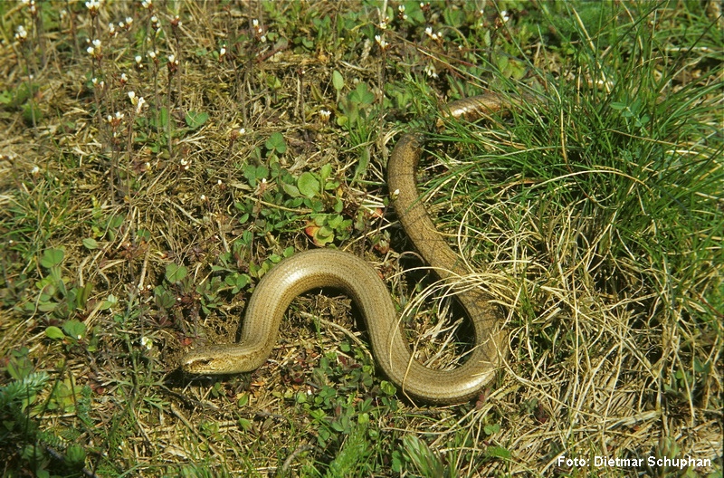 Blindschleiche