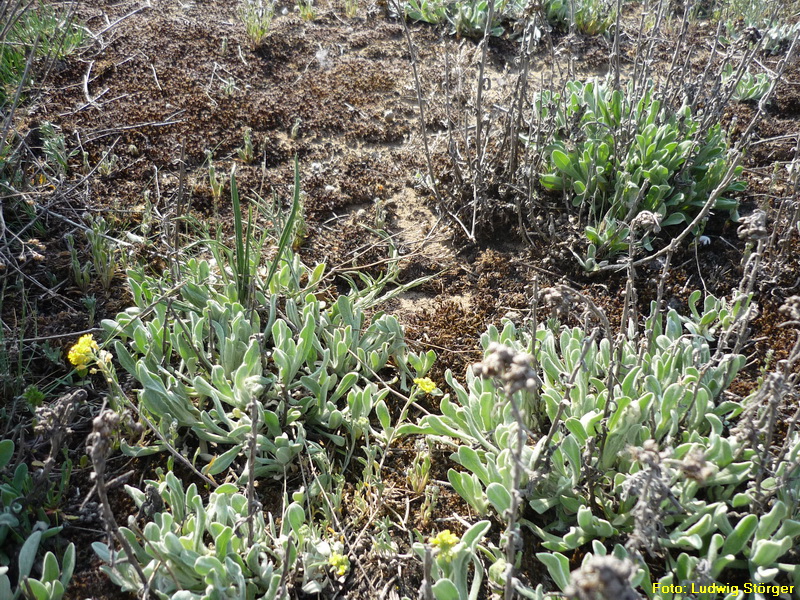 Sand-Strohblume