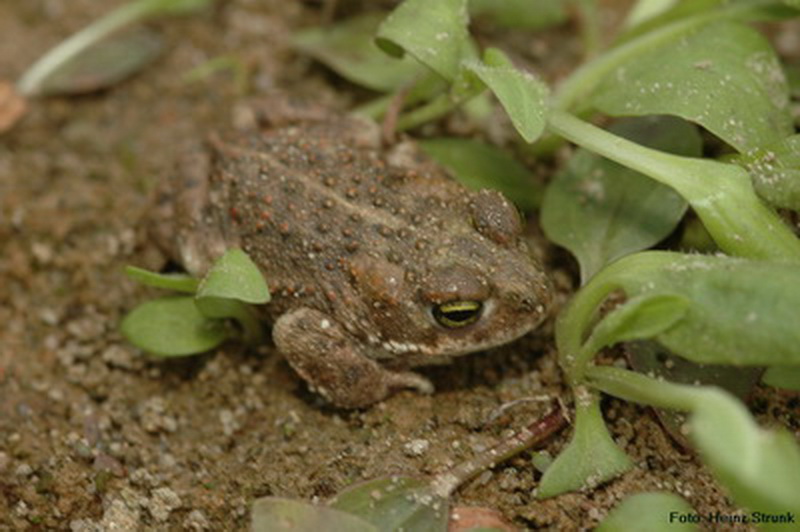 Kreuzkroete