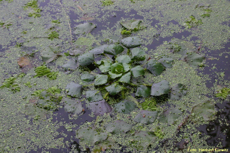 Wassernuss