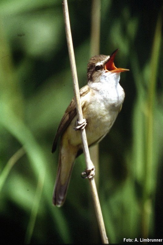 Drosselrohrsaenger