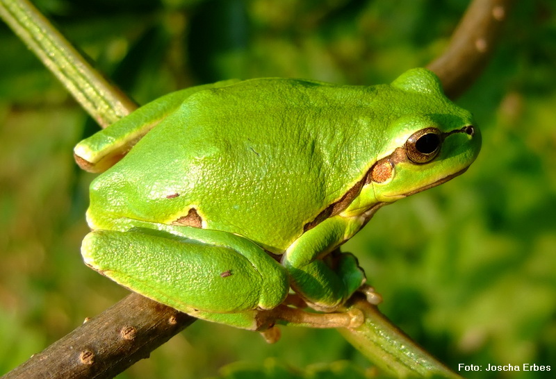 Laubfrosch