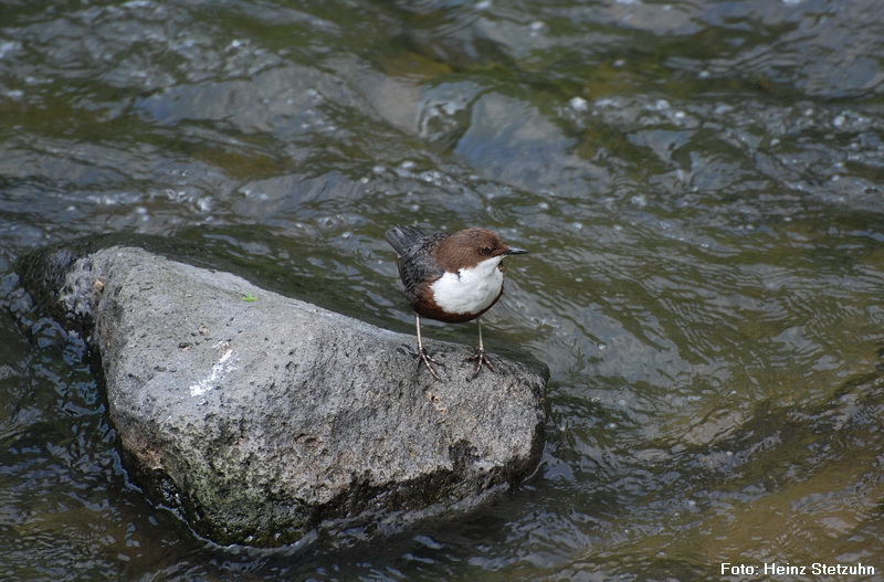 Wasseramsel