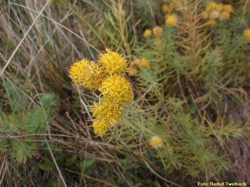 Gold-Aster