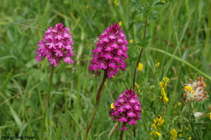 Pyramiden-Spitzorchis