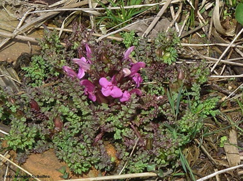 Wald-Läusekraut