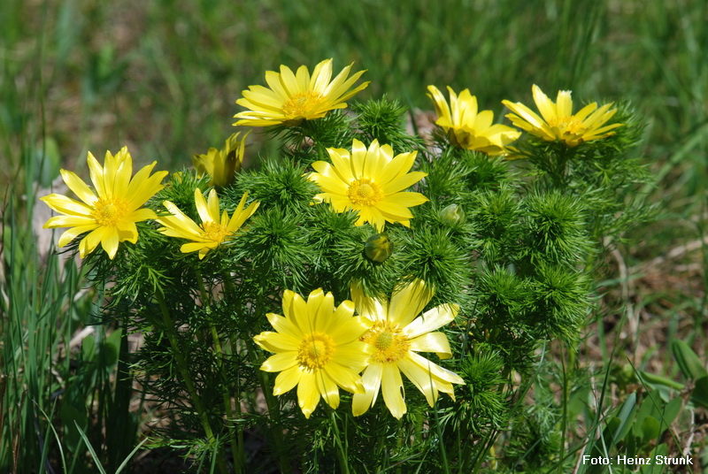 Fruehlings-Adonisroeschen