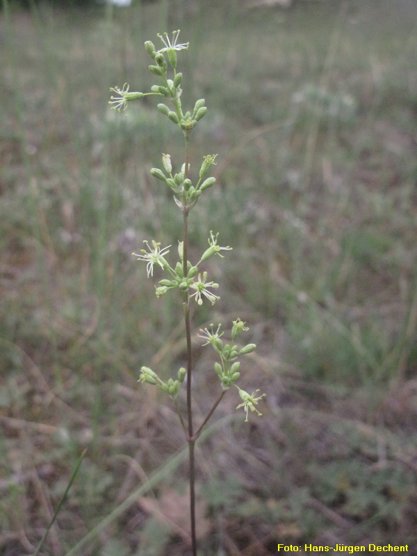 Ohrloeffel-Leimkraut