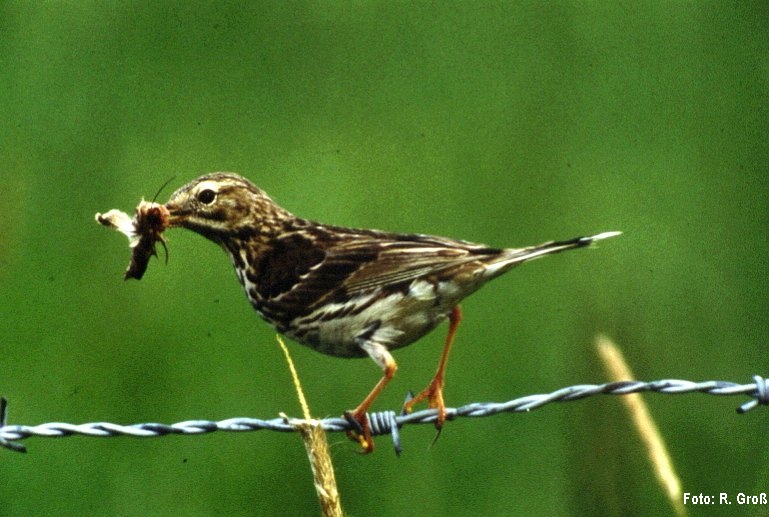 Wiesenpieper