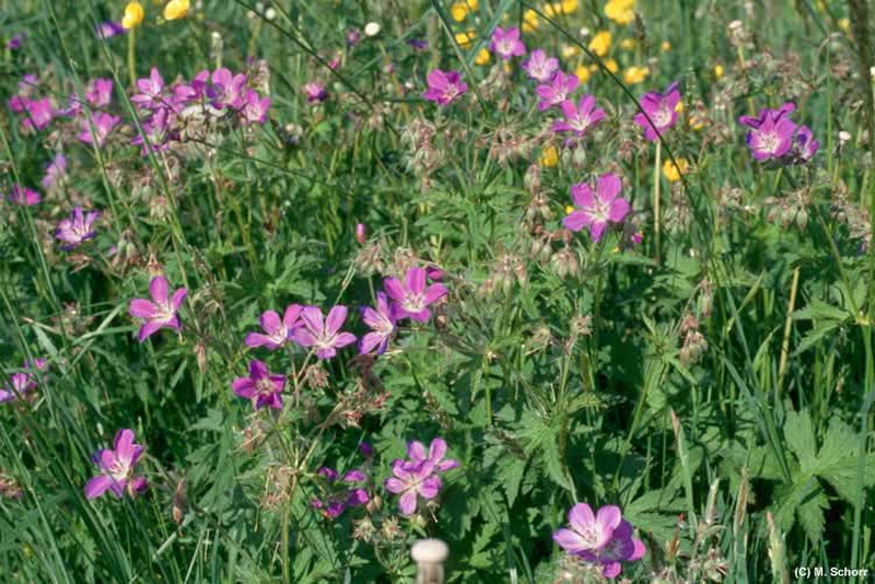 Waldstorchschnabel