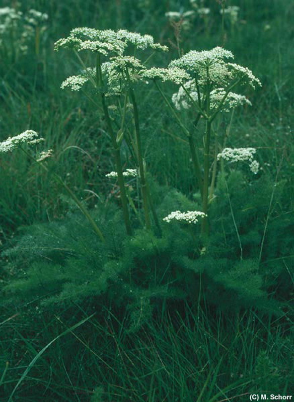 Baerwurz