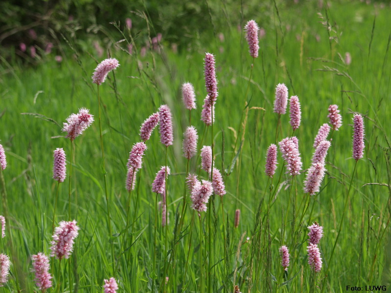 Wiesenknöterich