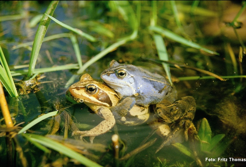 Moorfrosch