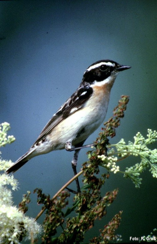 Braunkehlchen