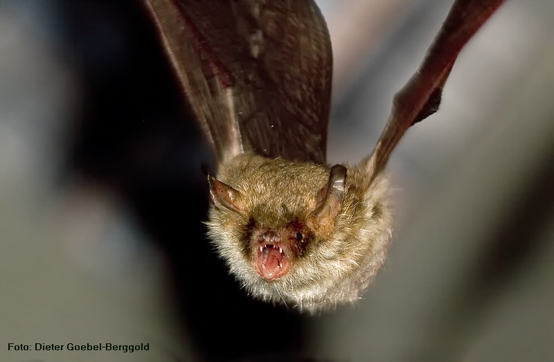 Fansenfledermaus