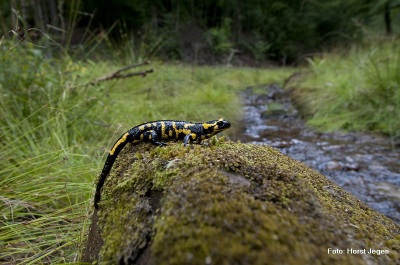 Feuersalamander