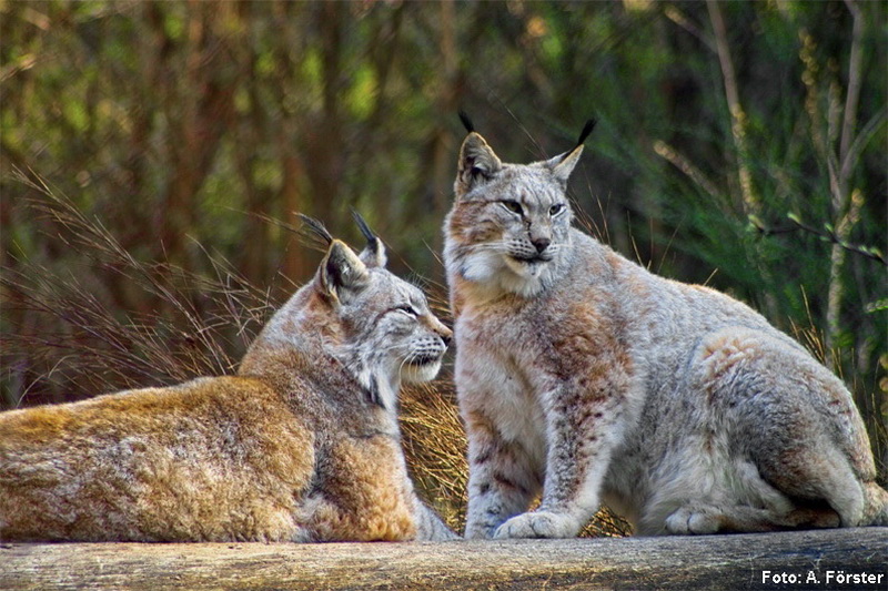 Luchs