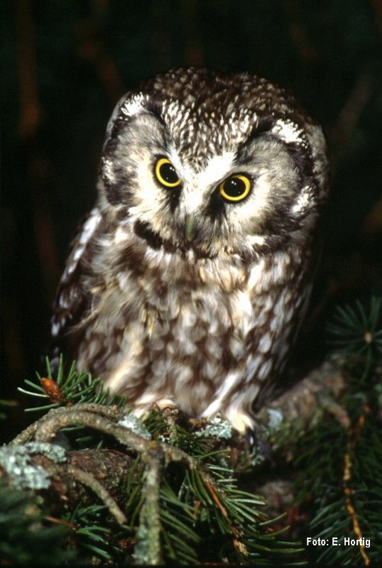 Raufusskauz