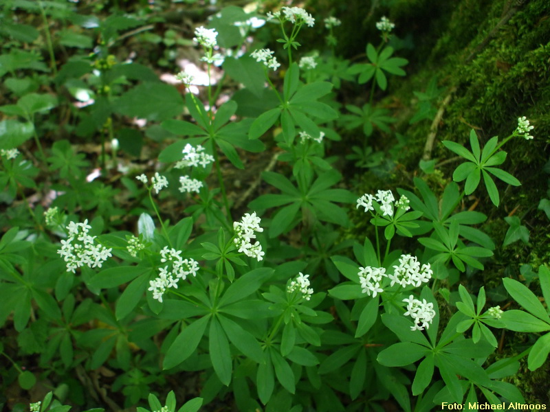 Waldmeister