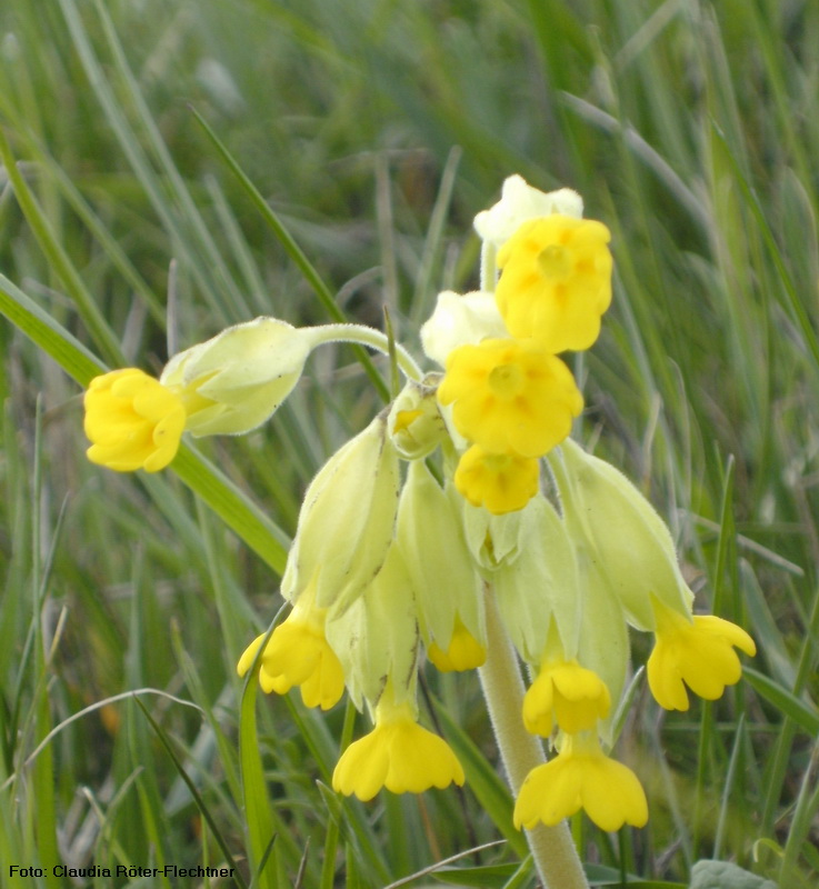 Wiesen-Schlüsselblume