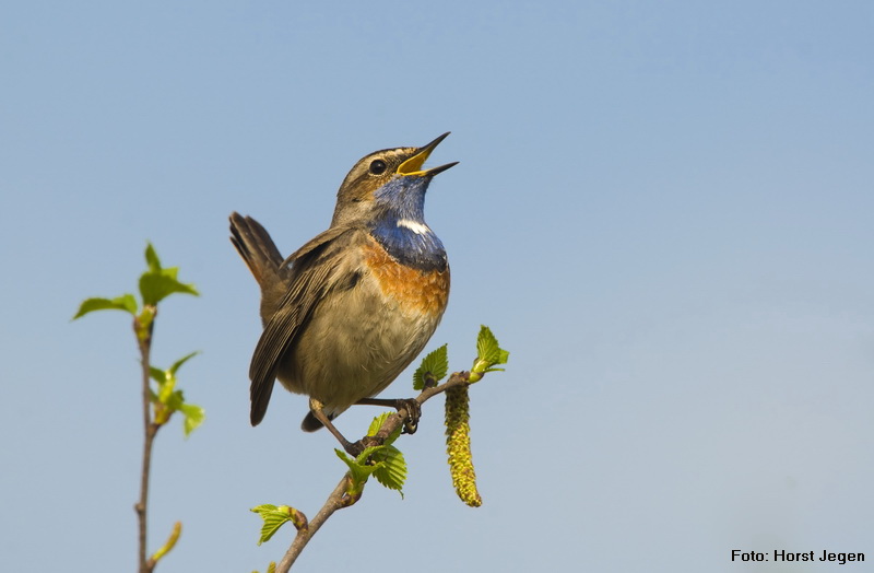 Blaukehlchen